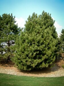 Сосна Чёрная (Pinus Nigra) купить по цене от 270.00р. в интернет-магазине «Посадика» с доставкой почтой в в Шиханые и по всей России – [изображение №1].