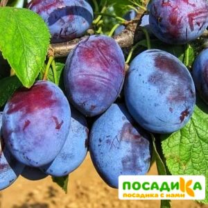 Слива Чачакская ранняя купить по цене от 229.00р. в интернет-магазине «Посадика» с доставкой почтой в в Шиханые и по всей России – [изображение №1].