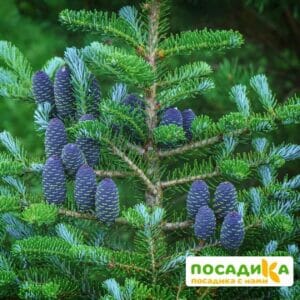 Пихта корейская (Abies koreana) купить по цене от 450.00р. в интернет-магазине «Посадика» с доставкой почтой в в Шиханые и по всей России – [изображение №1].