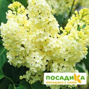 Сирень Примроуз (Primrose) купить по цене от 529.00р. в интернет-магазине «Посадика» с доставкой почтой в в Шиханые и по всей России – [изображение №1].