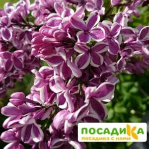 Сирень Сенсация купить по цене от 529.00р. в интернет-магазине «Посадика» с доставкой почтой в в Шиханые и по всей России – [изображение №1].