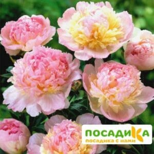 Пион Распберри Сандей (Paeonia Raspberry Sundae) купить по цене от 959р. в интернет-магазине «Посадика» с доставкой почтой в в Шиханые и по всей России – [изображение №1].