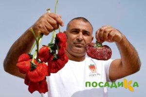 Клубника Гигант Джорнея купить по цене от 266р. в интернет-магазине «Посадика» с доставкой почтой в в Шиханые и по всей России – [изображение №1].