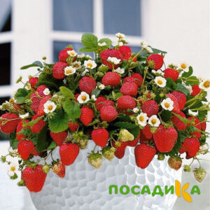 Клубника Рубиновый Шепот (горшечная) купить по цене от 240р. в интернет-магазине «Посадика» с доставкой почтой в в Шиханые и по всей России – [изображение №1].
