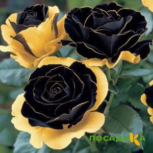 Роза Ханни Сикл купить по цене от 700р. в интернет-магазине «Посадика» с доставкой почтой в в Шиханые и по всей России – [изображение №1].