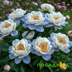Пион акварельный Этюд купить по цене от 806р. в интернет-магазине «Посадика» с доставкой почтой в в Шиханые и по всей России – [изображение №1].