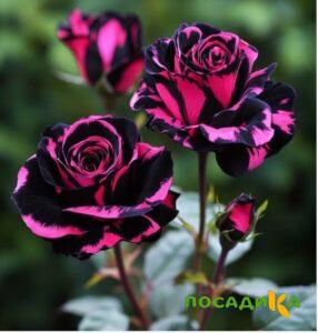 Роза Багровый Шепот купить по цене от 366р. в интернет-магазине «Посадика» с доставкой почтой в в Шиханые и по всей России – [изображение №1].