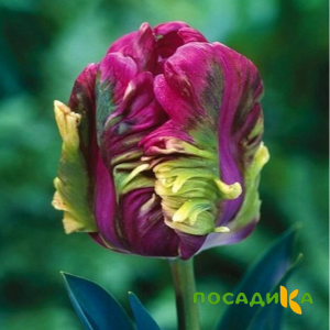 Тюльпан Экзотик Хэвен купить по цене от 186р. в интернет-магазине «Посадика» с доставкой почтой в в Шиханые и по всей России – [изображение №1].