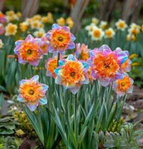 Нарцисс Айвери Дон купить по цене от 3000р. в интернет-магазине «Посадика» с доставкой почтой в в Шиханые и по всей России – [изображение №1].