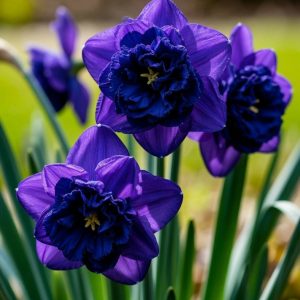 Нарцисс Арт Нуво купить по цене от 378р. в интернет-магазине «Посадика» с доставкой почтой в в Шиханые и по всей России – [изображение №1].